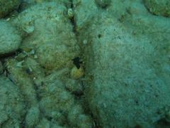 Bonellia viridis