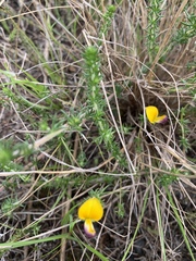 Aspalathus retroflexa bicolor