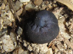Austroperipatus eridelos