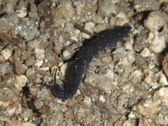 Austroperipatus eridelos