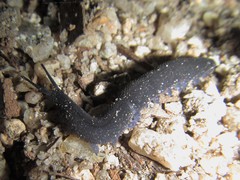 Austroperipatus eridelos