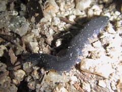 Austroperipatus eridelos