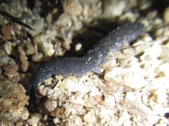 Austroperipatus eridelos