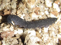 Austroperipatus eridelos