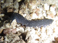 Austroperipatus eridelos
