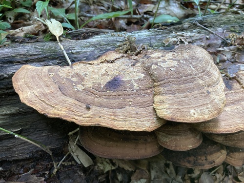Fomitopsis dickinsii