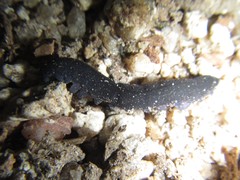 Austroperipatus eridelos