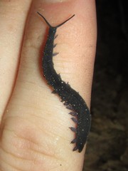 Austroperipatus eridelos