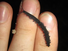 Austroperipatus eridelos