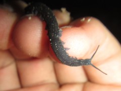 Austroperipatus eridelos