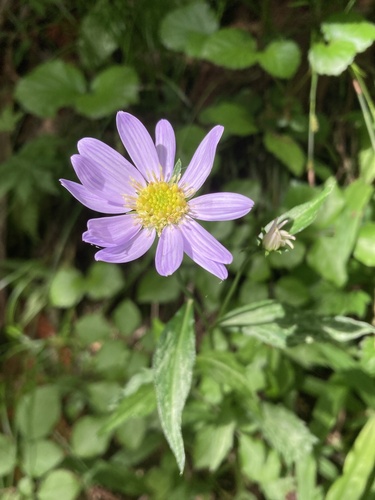 Aster savatieri