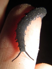 Austroperipatus eridelos