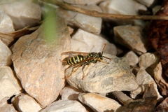Polistes dominula