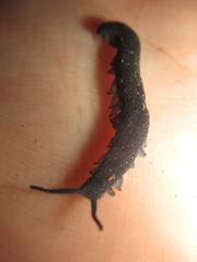 Austroperipatus eridelos