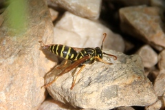 Polistes dominula