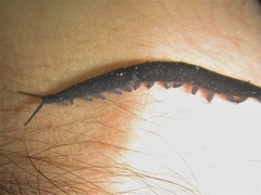 Austroperipatus eridelos