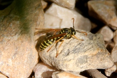 Polistes dominula