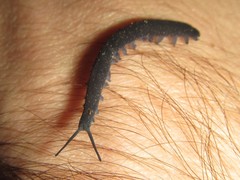 Austroperipatus eridelos