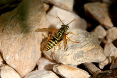 Polistes dominula
