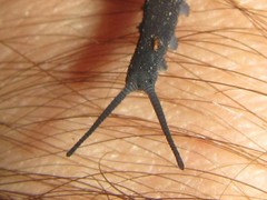 Austroperipatus eridelos