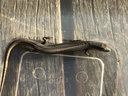 Southern Grass Tussock Skink, Pseudemoia pagenstecheri