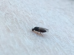 Austrosimulium