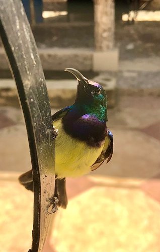 Variable Sunbird