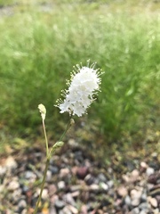 Boerhavia xantii