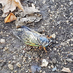 Cryptotympana facialis