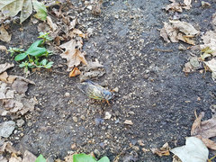 Cryptotympana facialis