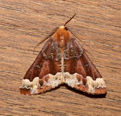 Caripeta pulcherrima