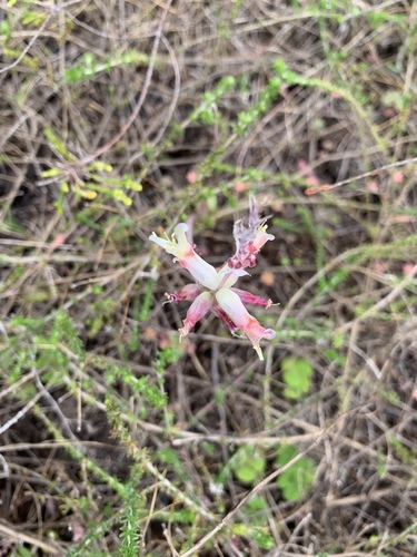 Lachenalia orchioides