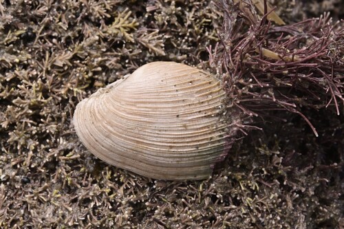 Notopaphia elegans observed 2025-05-25