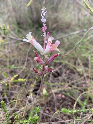 Lachenalia orchioides