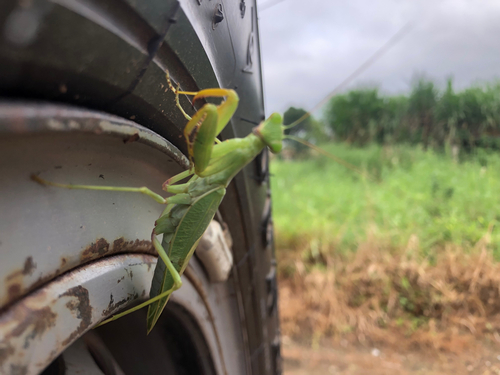 African Lined Mantis