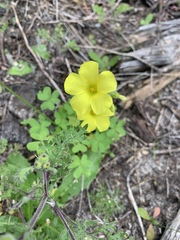 Oxalis pes-caprae sericea