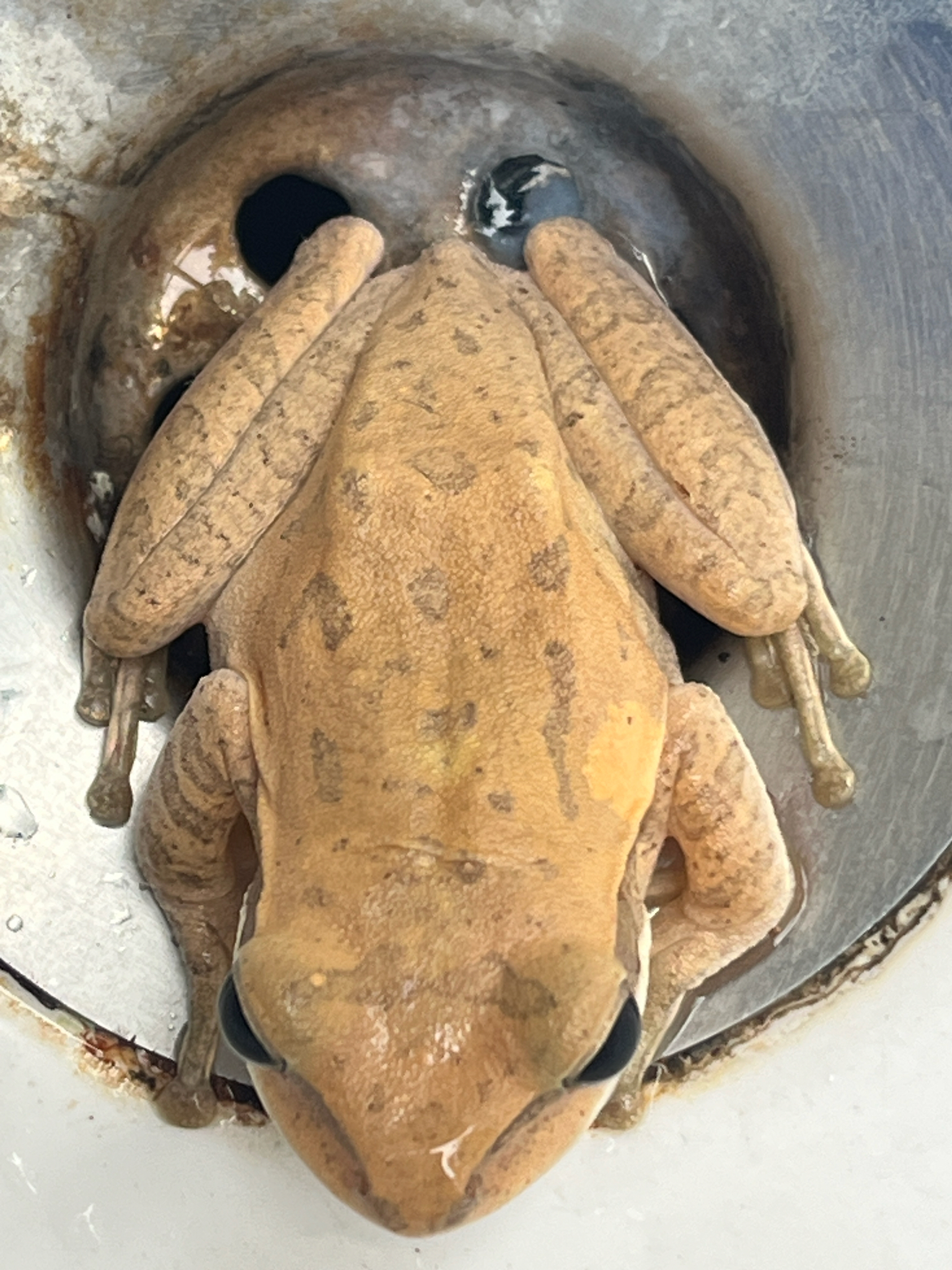Big-Headed Whipping Frog