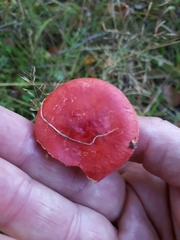 Russula aquosa