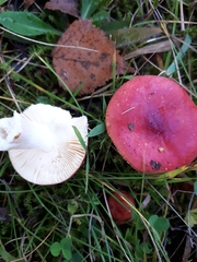 Russula aquosa