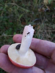 Russula aquosa
