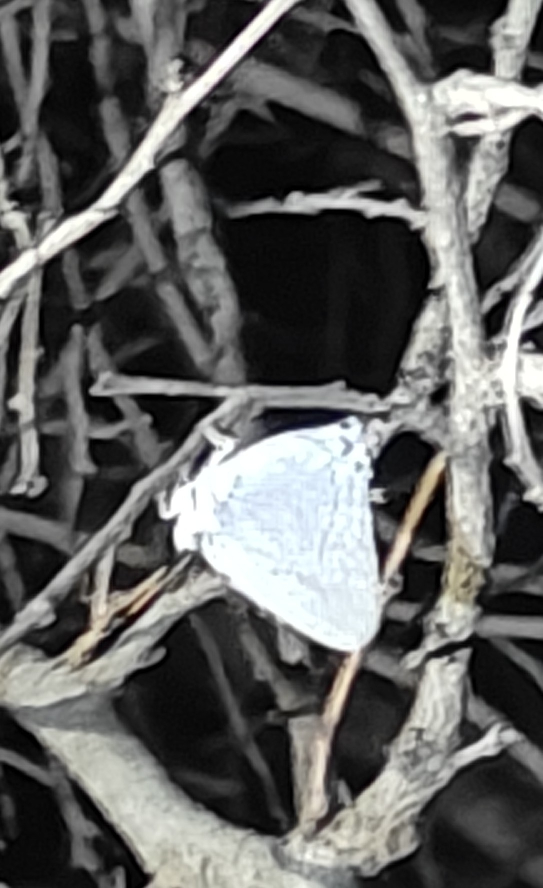 Plains Blue Royal
