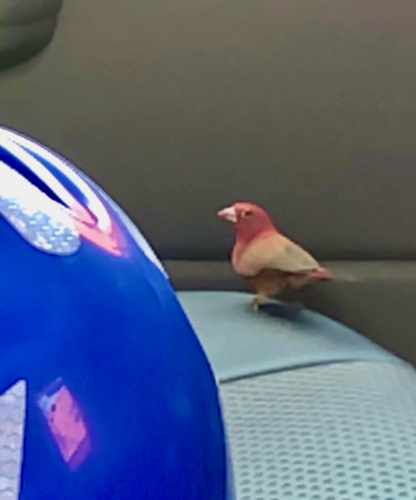 Red-billed Firefinch