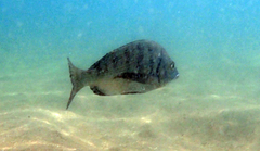 Acanthopagrus schlegelii