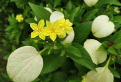 Pseudomussaenda flava