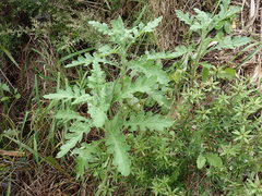 Senecio glomeratus glomeratus