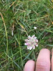 Astrantia bavarica