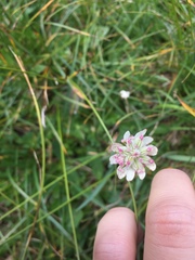 Astrantia bavarica