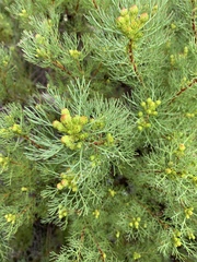 Serruria foeniculacea