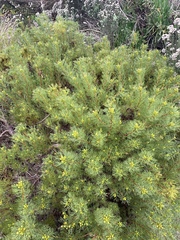 Serruria foeniculacea