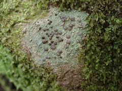 Megalosporaceae